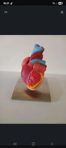 Modelo anatômico do coração humano
