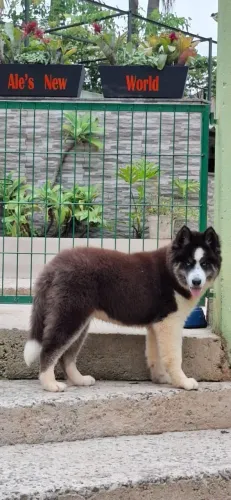 Husky Siberiano | Macho 4 doses de Vacina Importada