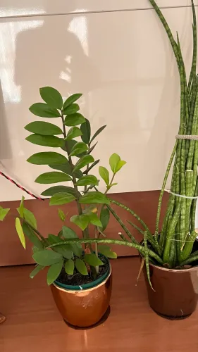 Vaso de metal com plantas Areia 2 conju 100