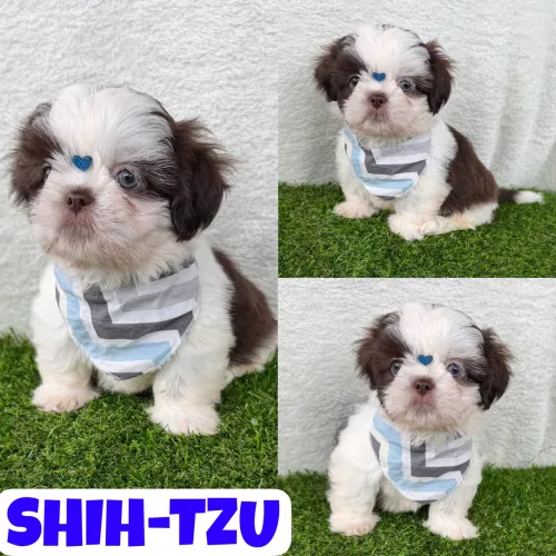 Shih-Tzu Macho aqui no Puppy Stop