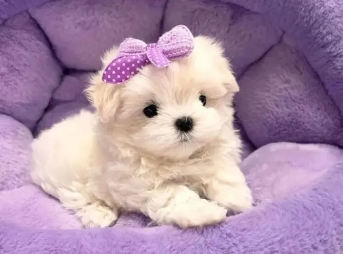 Maltês mini luxo. Fêmea e Macho Alto Padrão