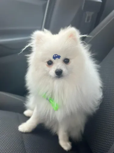 Lulu da Pomerânia (Spitz Alemão Anão) - Macho
