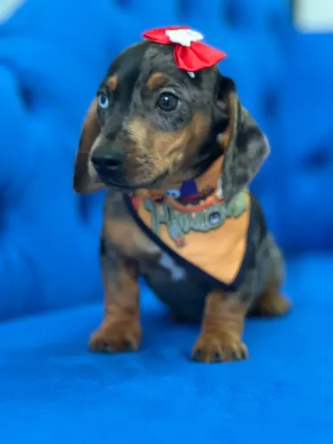 Dachshund Arlequim