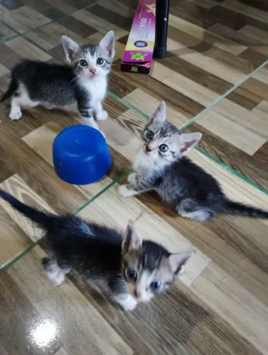Doa-se gatinhos