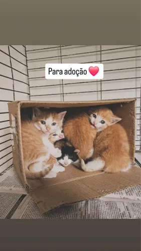Doação de gatinhos resgatados leia o anúncio 