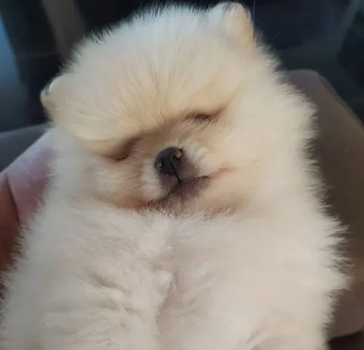 Lulu da Pomerânia