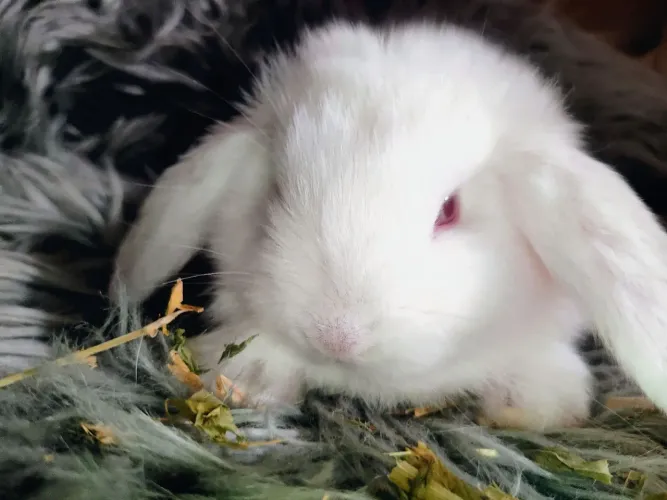 Filhotes de coelhos Mini Lop