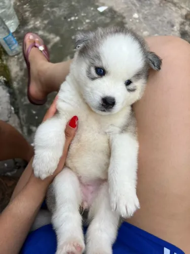 Cachorro Husky siberiano línda, fêmea