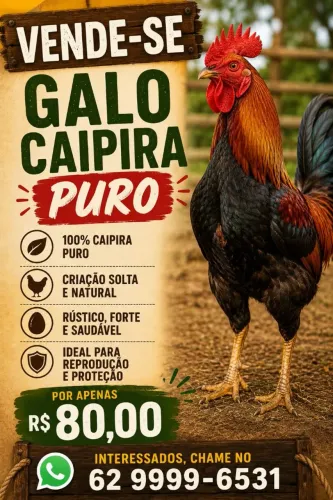 Vende-se galo caipira 