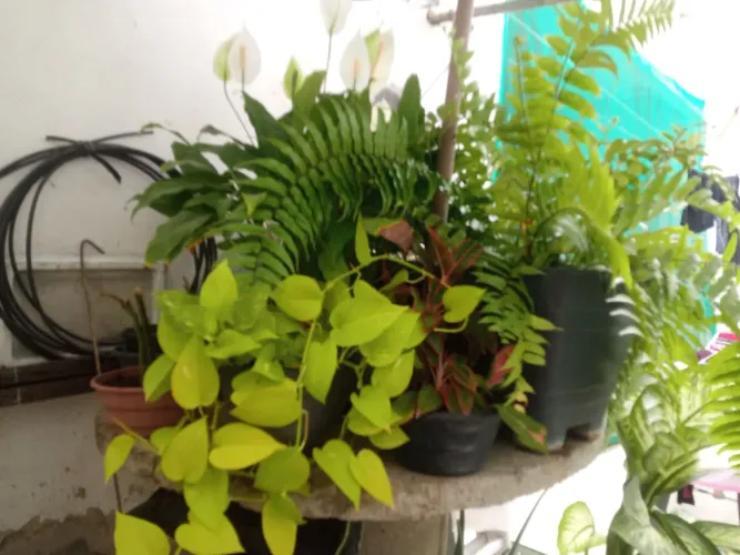 Vendo todas essas plantas por 500 reais