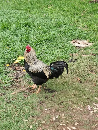 Galo galoucura