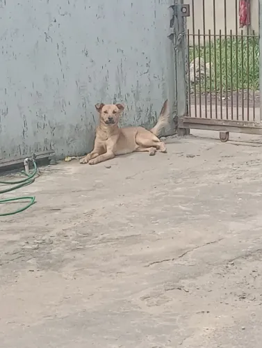 Cachorro para doação pai rotweiller e mãe vira lata 