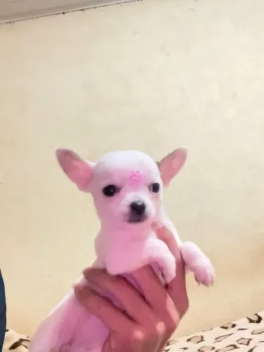 Chihuauha fêmea minúscula