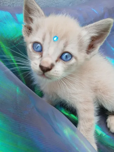 Gatinhos filhotes para adoção responsável em Ribeirão