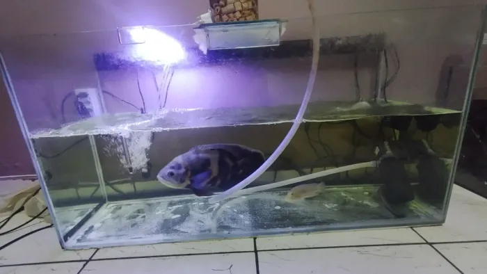 Aquário +- 200l