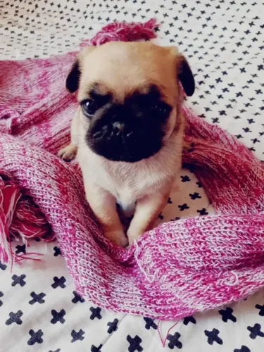 Pug Um filhote cheio de energia e amor para compartilhar