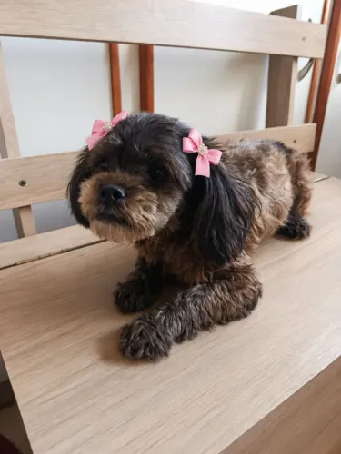 Poodle mini femea