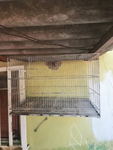 Gaiola de reprodução de calopsita