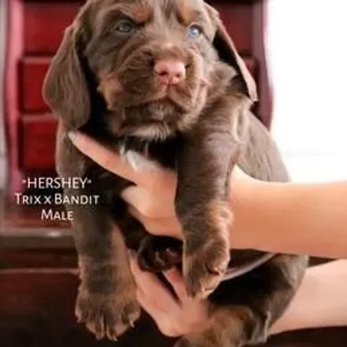 Cocker Spaniel,Cocker Spaniel Filhote Selecionado Alta Procedência