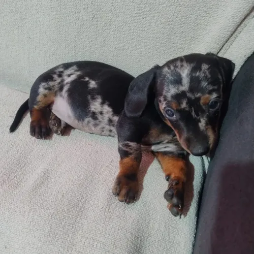 Filhotes de cofap ( daschund)