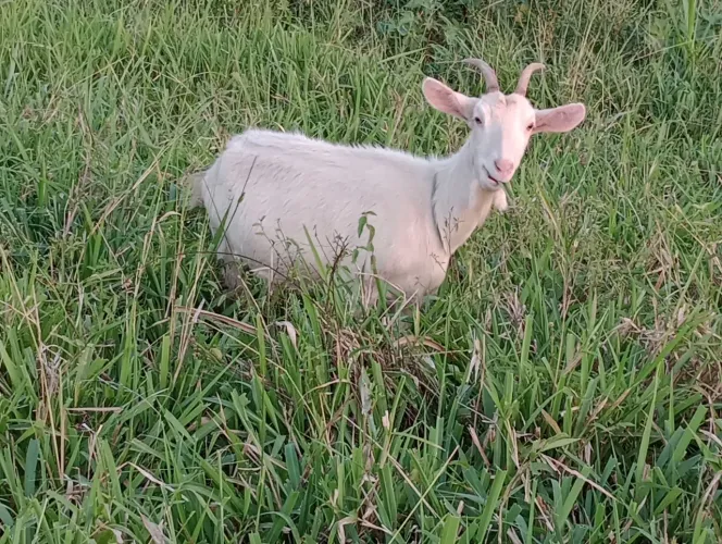 Cabras Lote