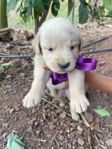 Filhotes de Golden Retriever