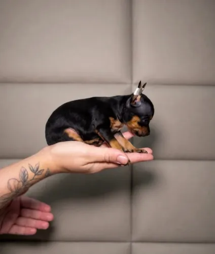 Pinscher ninhada disponível