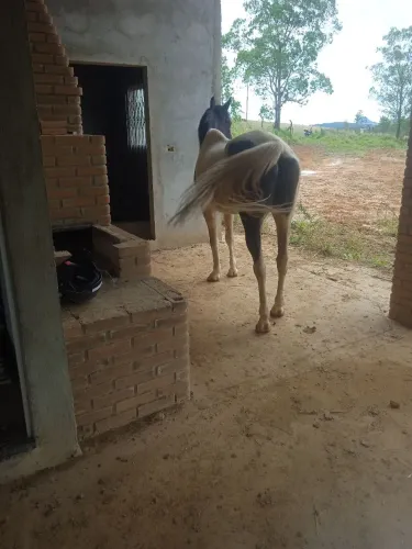 Cavalo pampa de preto