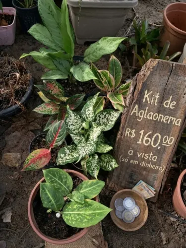 Plantas de coleção aglaunemas 