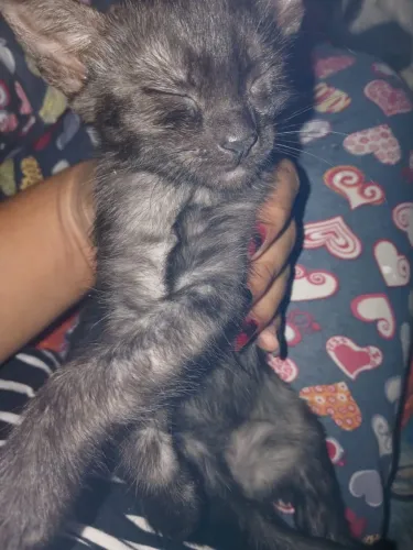 Estou doando 3 gatinhas filhotes, quem tiver interesse chama no pv