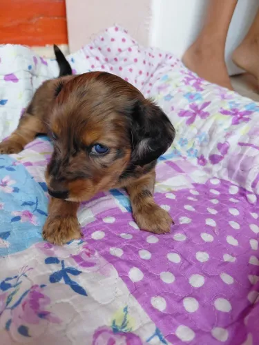 Venda de Cachorro Dauncher (salsicha)