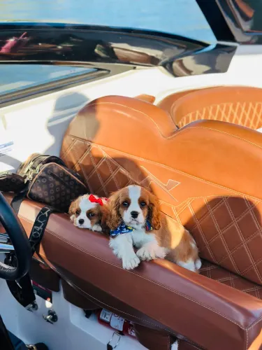 Cavalier king macho e fêmea os mais lindos do olx