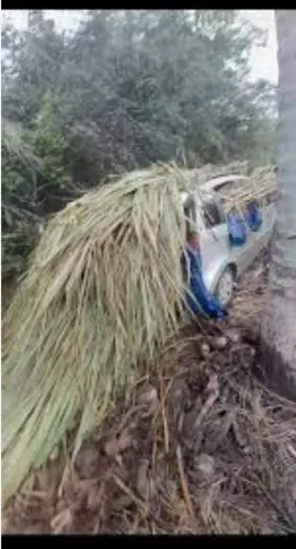 Doação de capim