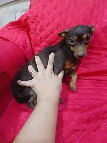 Pinscher Fêmea chocolate 