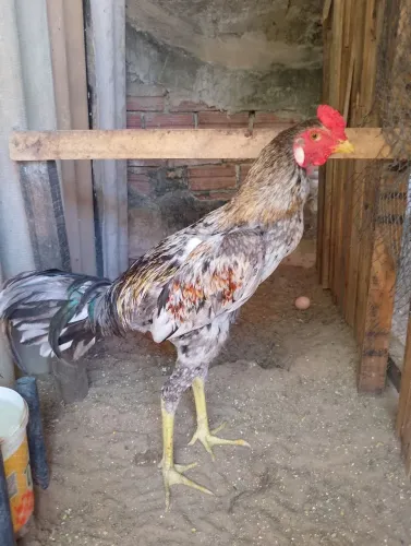 Frango