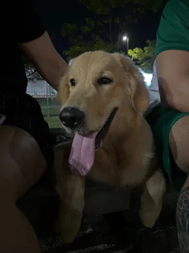 Golden retriever 
