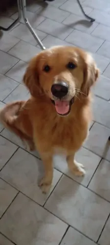 Golden Retriever Procura namorada 