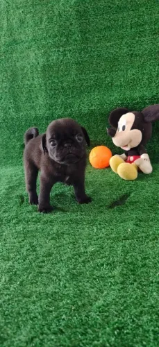 Filhote de Pug Macho