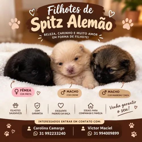 Filhotes de Spitz alemão a venda