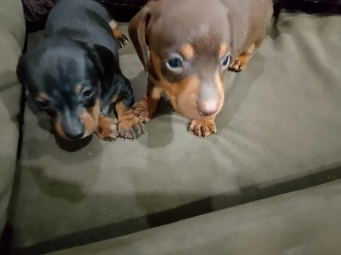 vendo filhote dachshund