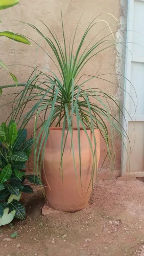 planta Pata de Elefante