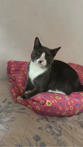 Gato para doação