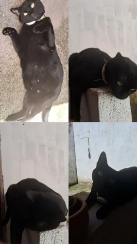Gatos castrados para adoção responsável 