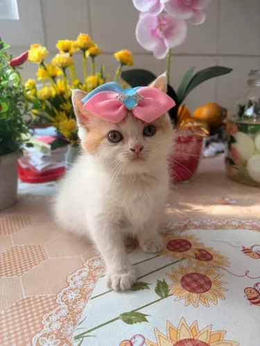 Gato persa 