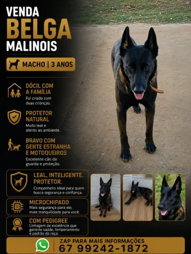 Cachorro 