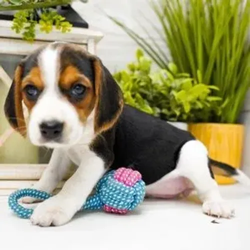 Beagle Tricolor: O parceiro de aventuras perfeito para sua família.