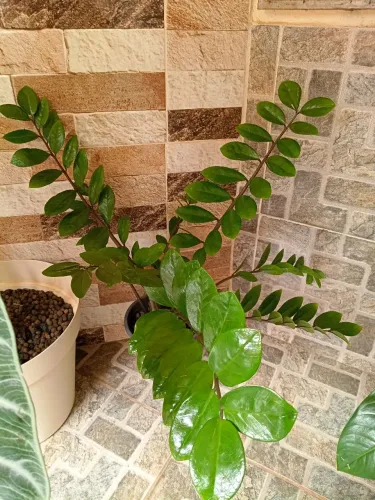Zamioculca folhas perfeitas pra decorar seu ambiente