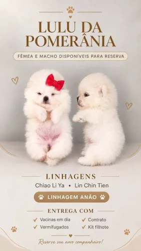 Lulu da Pomerania