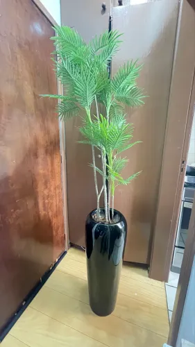 Planta decorativa