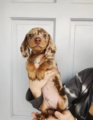 Basset Dachshund: um estilo singular para seu anúncio